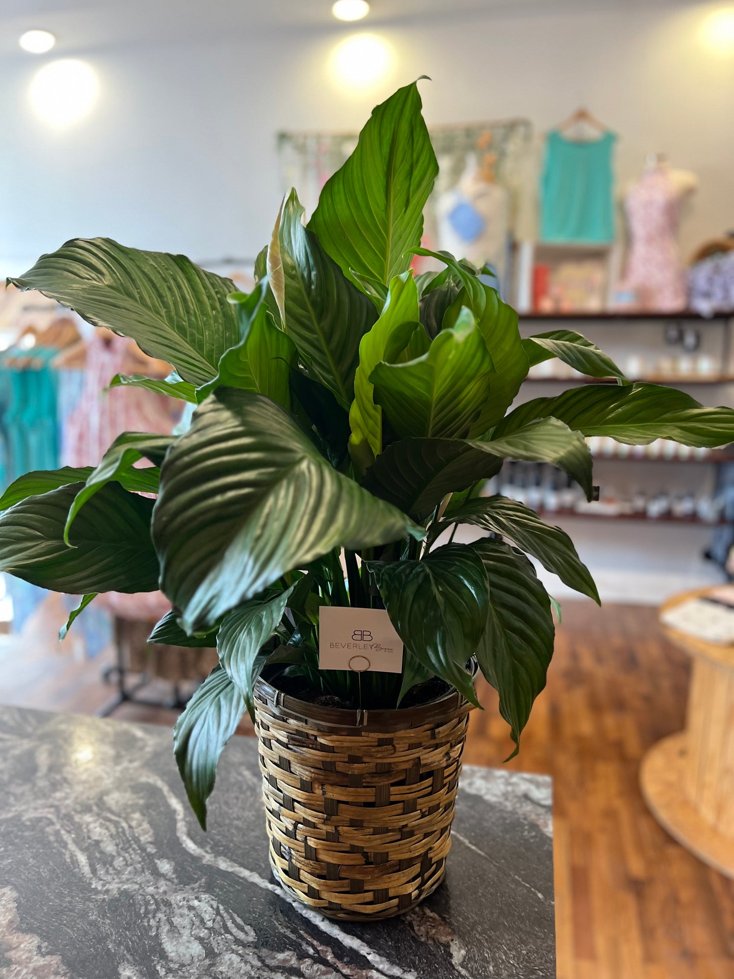 Beverley Brown Floral Collection - 10" Plant with Basket
