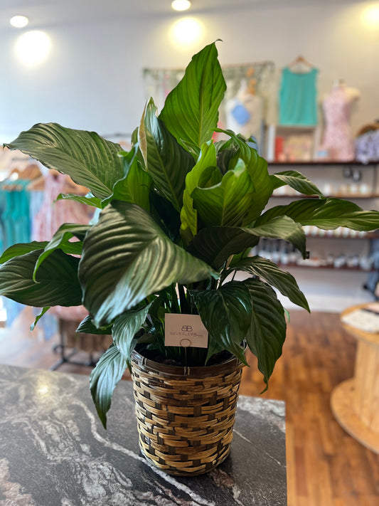 Beverley Brown Floral Collection - 10" Plant with Basket