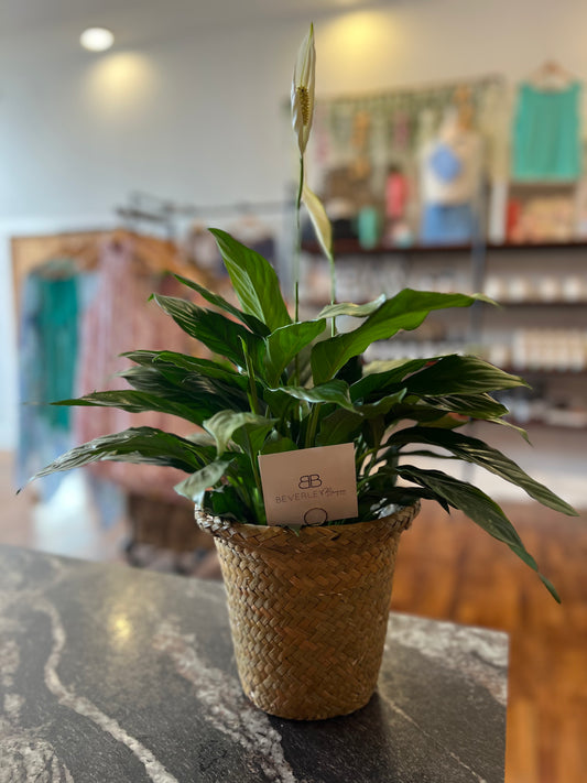 Beverley Brown Floral Collection - 6" Plant with Basket